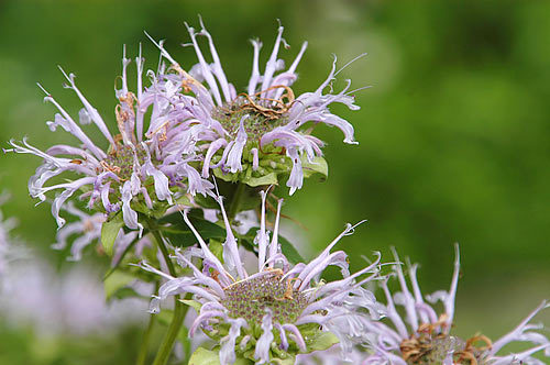 BergamotflowerG