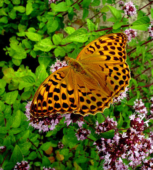OreganoWButterflyG