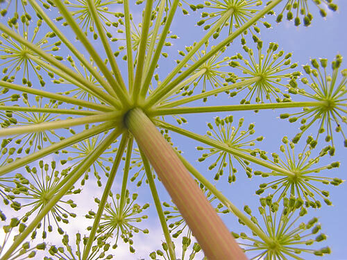 Angelica archangelicaG