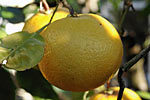 GrapefruitPeelS