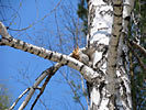 BirchwSquirrelS
