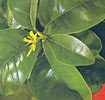 PetitgrainFlowerS