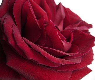 RosaDamascenaL